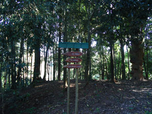 Vivid types of Trees at UdawattaKele fotest